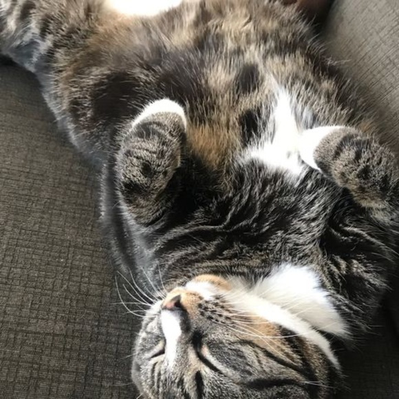 Meet your Posher, Leslee-anne - Picture 1 of 1